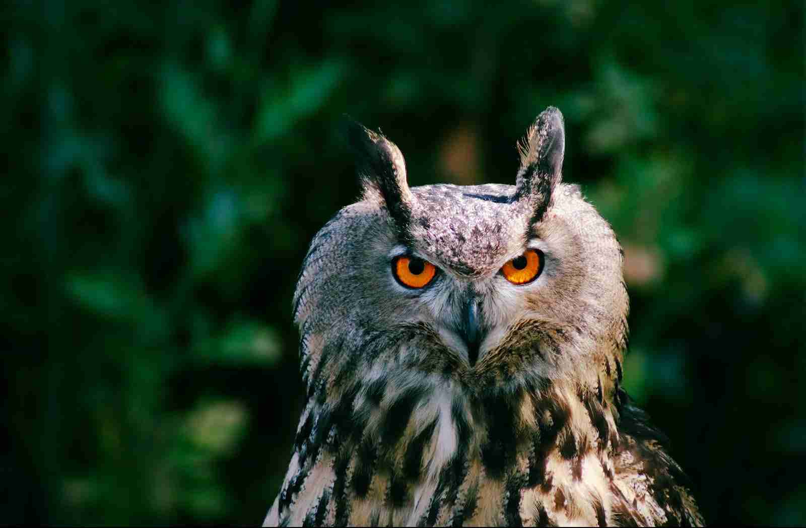 Eye Tracking Company Vision One