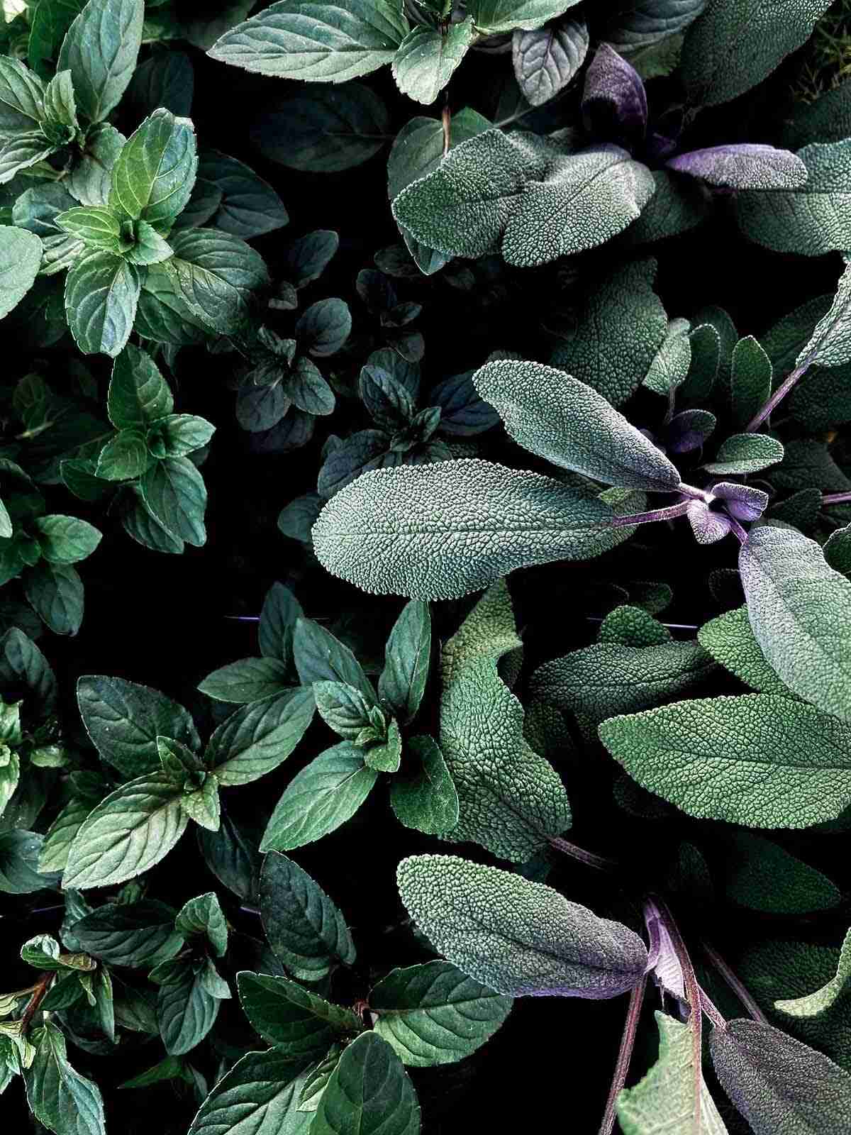 The Sage Archetype Vision One