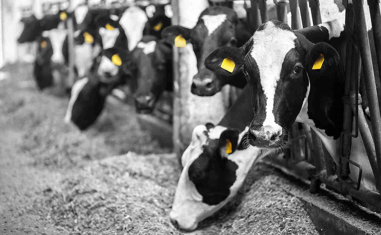 Yeo Valley BrandVision Case Study Vision One