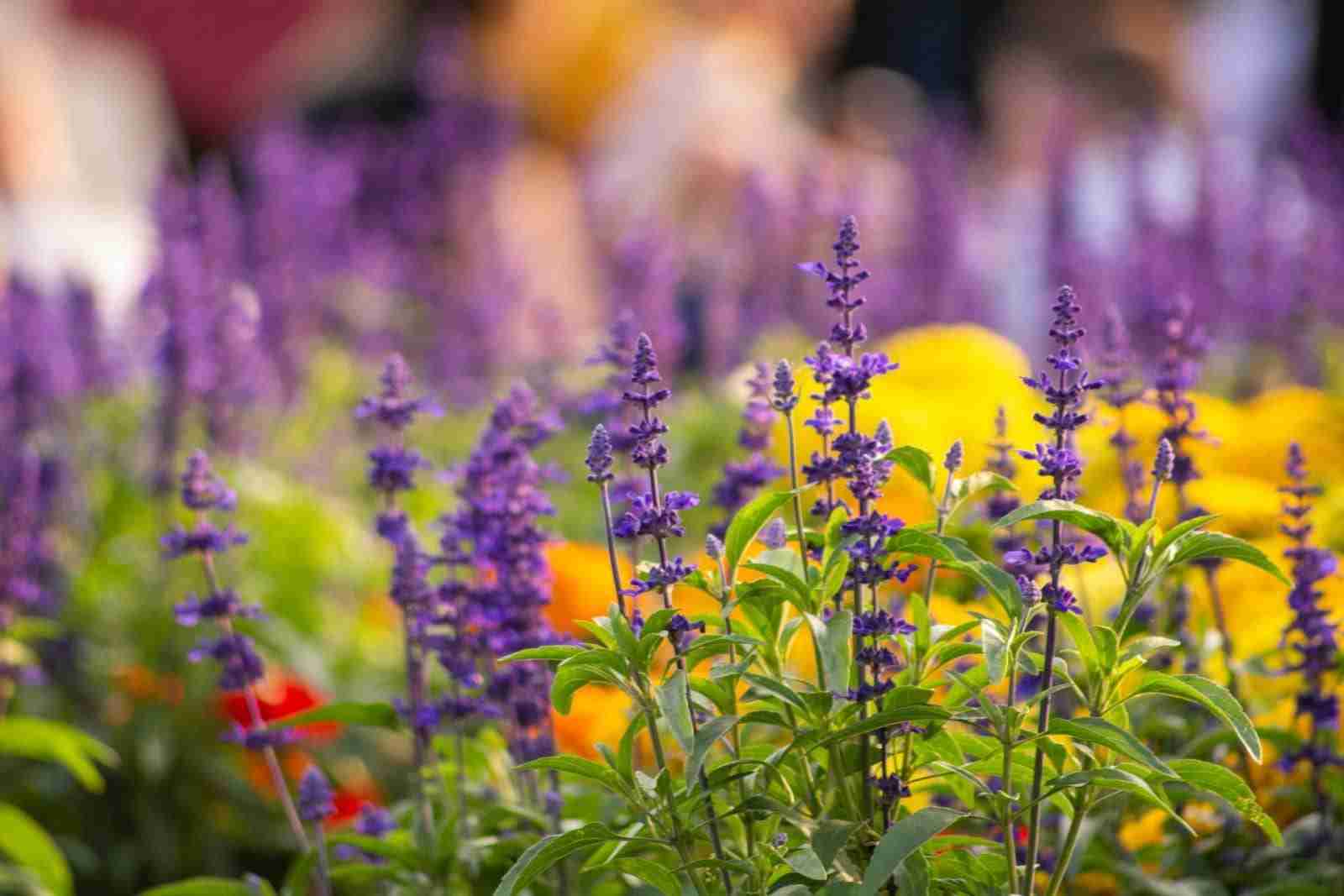 Notcutts Case Study Vision One Research